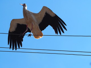 Stork on the electric lines