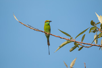 Green Bee Eater pair sitting on tree branch