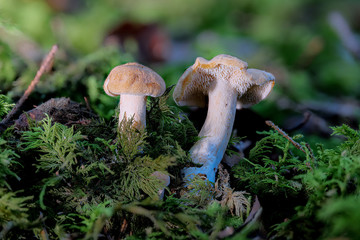 Zwei Semmelstoppelpilze 