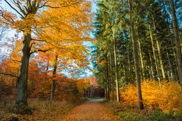 Fototapeta premium Herbst