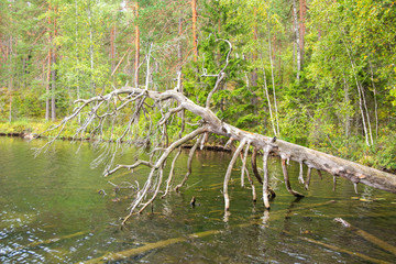 View of The Orajärvi Lake, fallen tree in the water, Nuuksio, Espoo, Finland