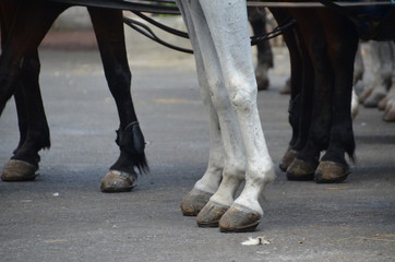 Fototapeta na wymiar the worn hooves of horses standing unlikely. Istanbul, princes islands horseback riding tour