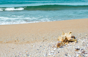 Blue ocean Sea wave with white foam close-up. Sandy beach. Copy space. Selective focus image. Sea beach backdrop. Summer holiday concept.