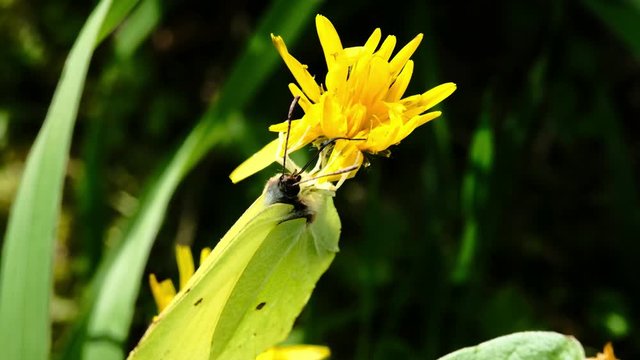 A yellow butterfly sits on a yellow flower and feeds on nectar using its proboscis. flower sways in the wind