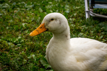 Adult American Pekin Ducks