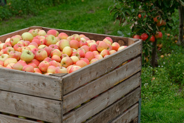 Apfelernte am Niederrhein