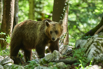 Obraz na płótnie Canvas Wild brown bear (Ursus arctos) close up