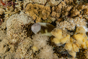 Moray eel Mooray lycodontis undulatus in the Red Sea, eilat israel