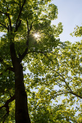 Trees in Summer