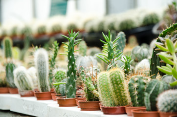 Cacti cactus