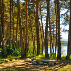 Forest with coniferous trees on a bright sunny day.
