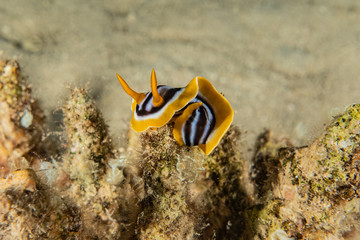 Sea slug in the Red Sea Colorful and beautiful, Eilat Israel