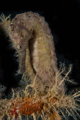 Hippocampus Sea ​​horse in the Red Sea Colorful and beautiful, Eilat Israel