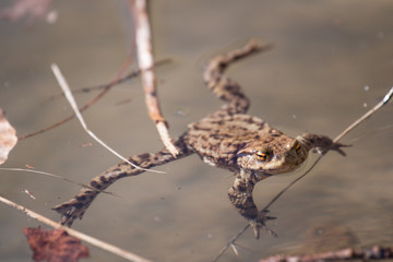 frogs