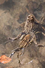 frogs