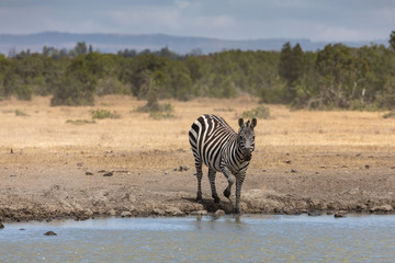 Fototapeta na wymiar Grevy's Zebra At the Watering Hole, Ol Pejeta Conservancy, Kenya, Africa