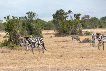 Fototapeta na wymiar Zebras walking Across the Savanna with a Warthog in the Distance, Kenya, Africa
