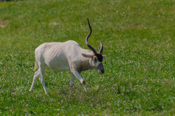 an addax walking through a green meadow