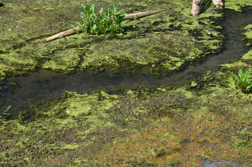 The surface of the swamp with standing water