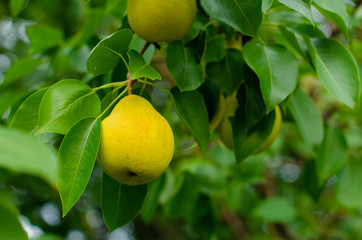Yellow pears on branch