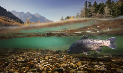 Gordijnen Fishing. Close-up shut of a fish under water. © vitaliy_melnik