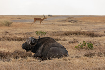 Cape Buffalo Resting on the Savanna, Ol Pejeta Conservancy, Kenya, Africa