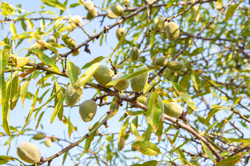 Almond tree branches with ripening fruits, Krk island, Croatia