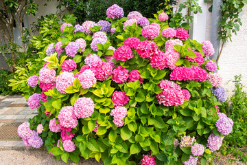Blooming pink hortensia (Hydrangea) in the garden, Krk island, Croatia