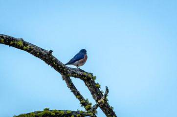 Western Bluebird Perched On A Limb