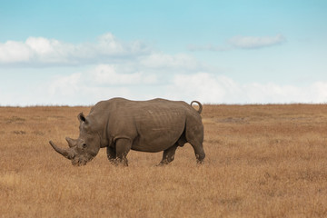 Obraz premium Profile of Lone White Rhino Grazing and Standing in a Field of Golden Grass in Ol Pejeta Conservancy, Kenya, Africa