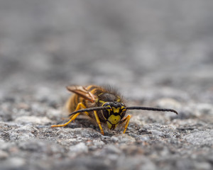  A close-up of a bee resting on an asphalt pathway
