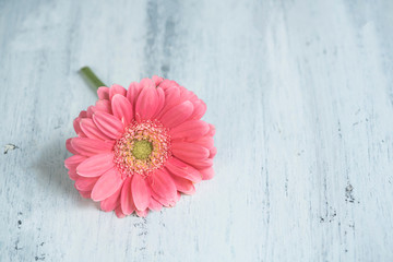 pink gerbera daisy on a wooden background