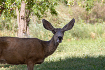Californian Black-tailed deer walking through typical forested area