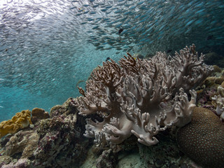 A school of sardines above a coral reef