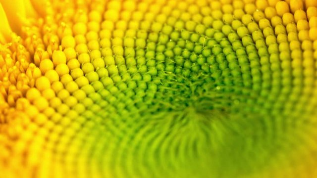 Blooming Sunflower Macro Time lapse