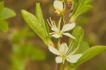 Kwiaty makro wiosna