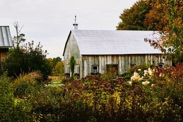 A beautiful barn in autumn color.