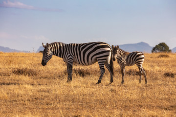 Fototapeta na wymiar Mare and Foal Grevy's Zebra on the Savanna, Kenya, Africa