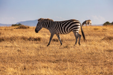 Fototapeta na wymiar Grevy's Zebra Striding Across the Savanna, Ol Pejeta Conservancy, Kenya Africa