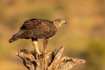 Juvenile Bonelli's eagle perched on a dead tree stump