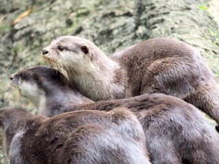 Otters