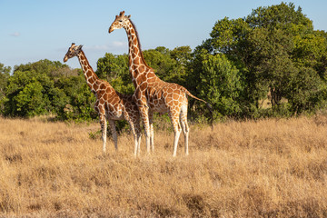 Two Reticulated Giraffes Mating in the Morning, Ol Pejeta Conservancy, Kenya, Africa