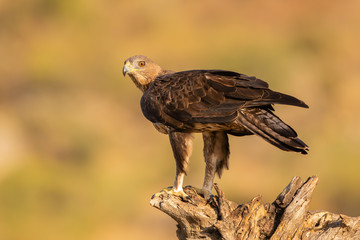 Juvenile Bonelli's eagle perched on a dead tree stump