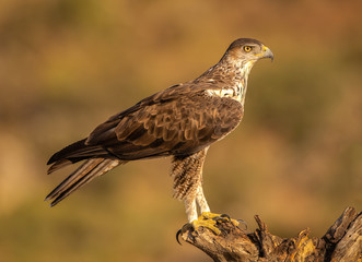 Adult Bonelli's eagle perched on a dead tree stump