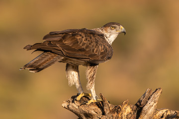 Adult Bonelli's eagle perched on a dead tree stump