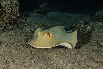 Blue spotted stingray On the seabed  in the Red Sea