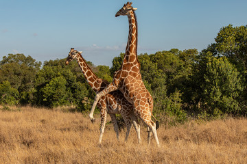 Animals Mating Photos Royalty Free Images Graphics Vectors