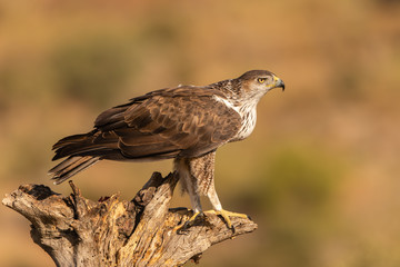 Adult Bonelli's eagle perched on a dead tree stump