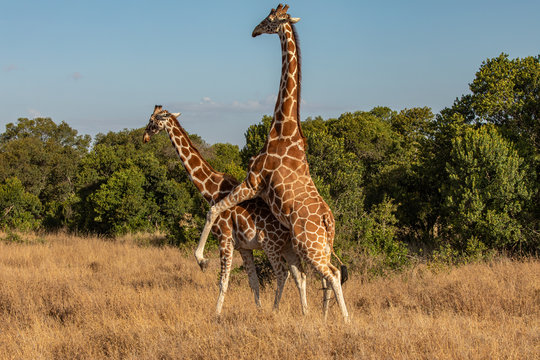 mating in giraffes