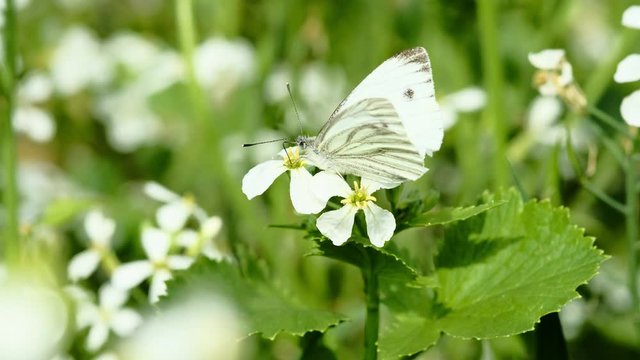 A white butterfly sits on a white flower and feeds on nectar with the help of a proboscis. flower sways in the wind. butterfly flies away